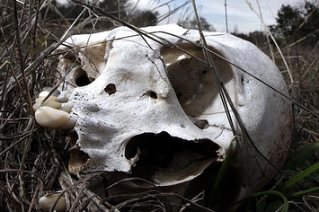 human decomposition studies farm texas body
